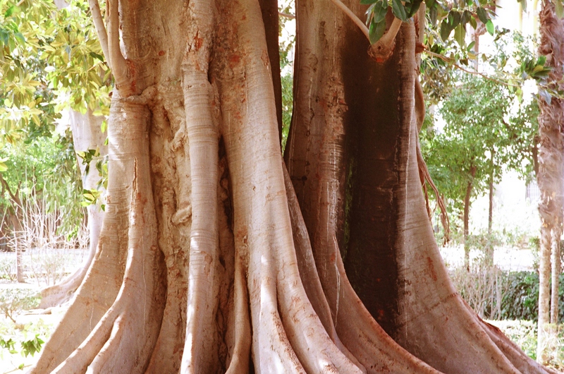 Trees nature