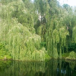 Trees nature