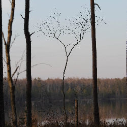 Trees nature