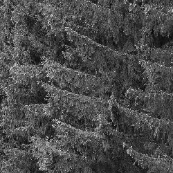 Trees nature