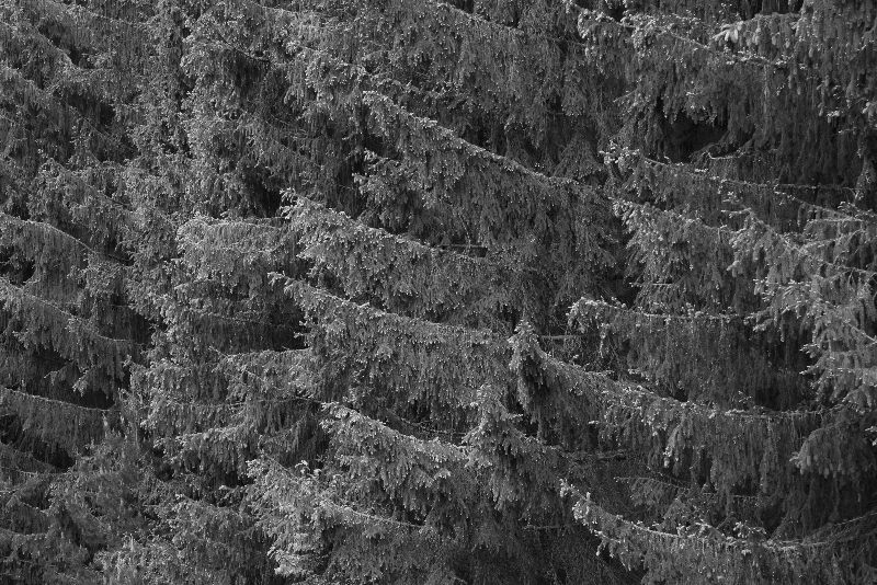 Trees nature
