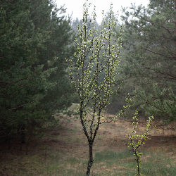 Trees nature
