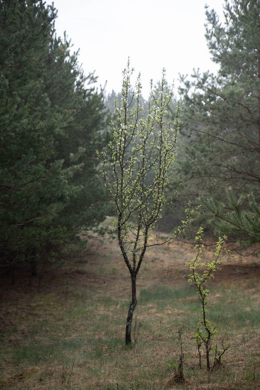 Trees nature