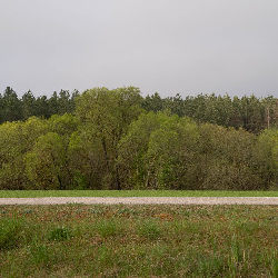 Trees nature