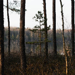 Trees nature
