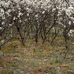 Trees nature