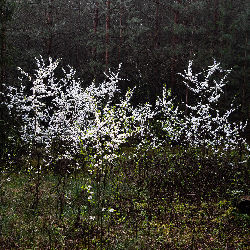 Trees nature