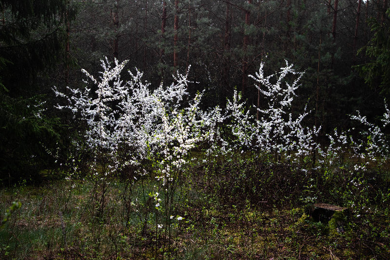 Trees nature