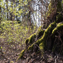Trees nature