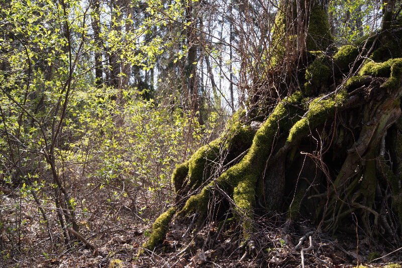 Trees nature