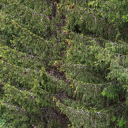Trees nature