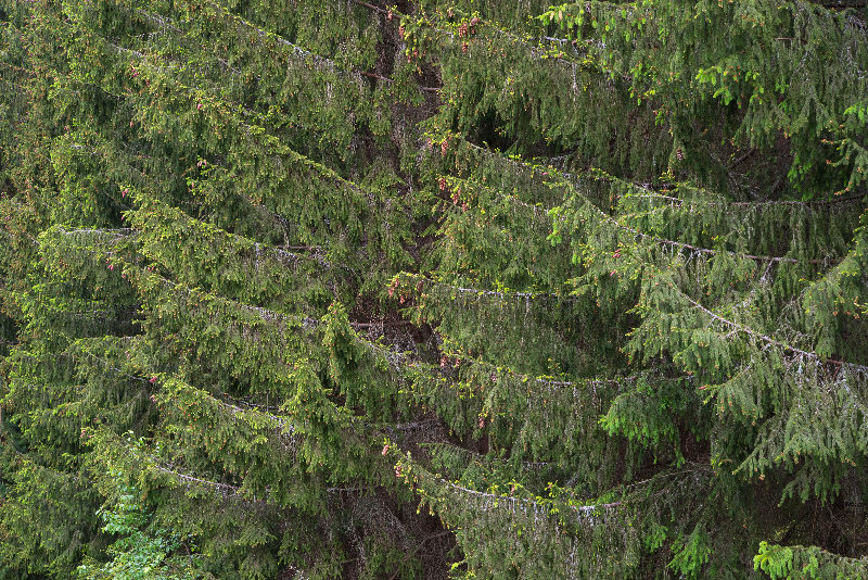 Trees nature