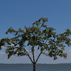 Trees nature