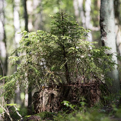 Trees nature