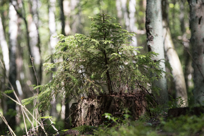 Trees nature