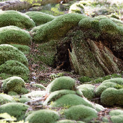 Trees nature