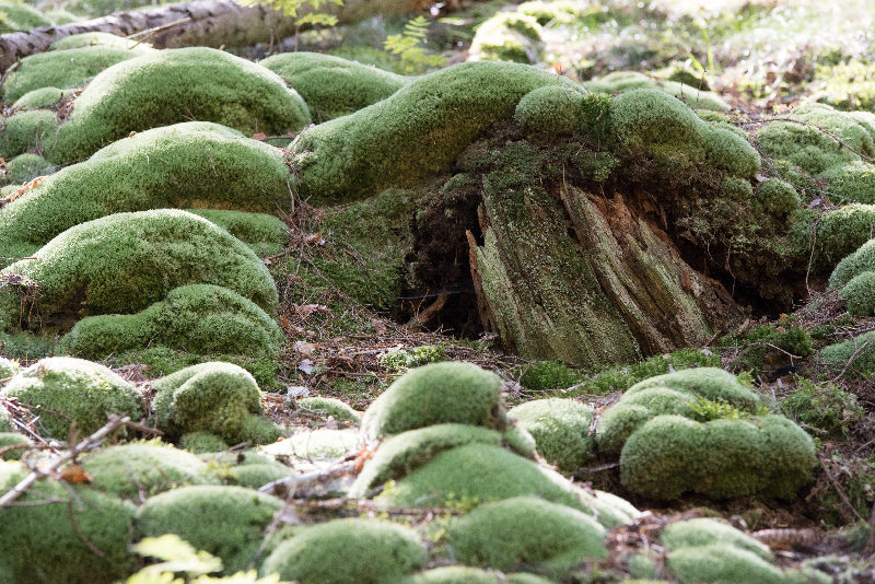 Trees nature