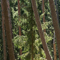 Trees nature
