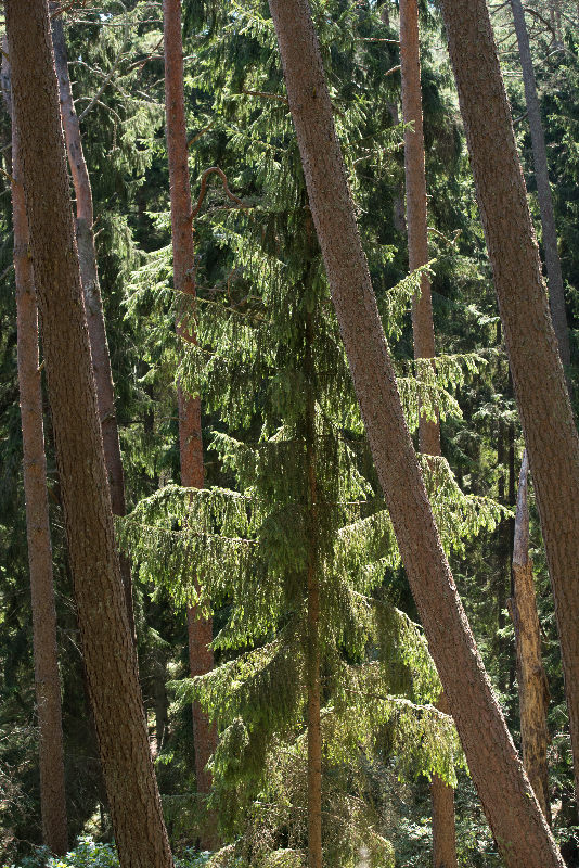Trees nature