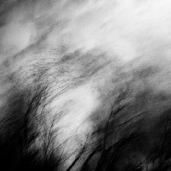 Trees nature