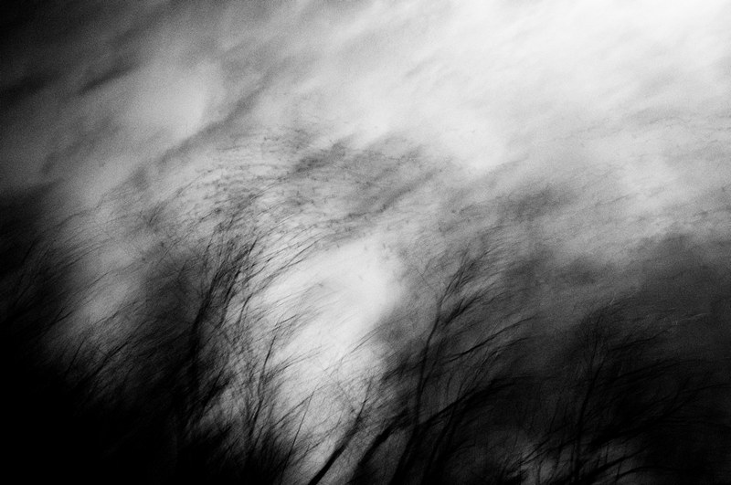 Trees nature