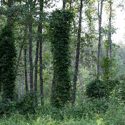 Trees nature