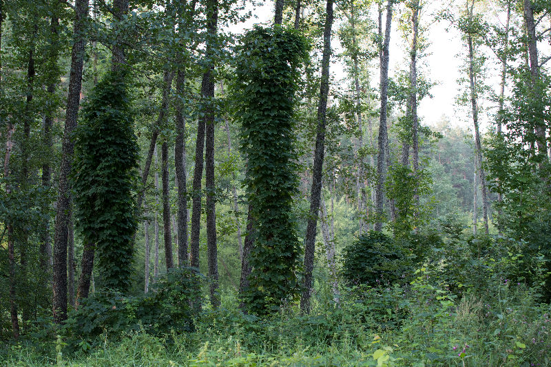 Trees nature