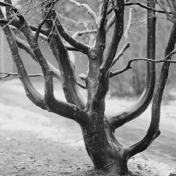 Trees nature