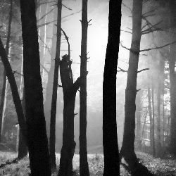 Trees nature