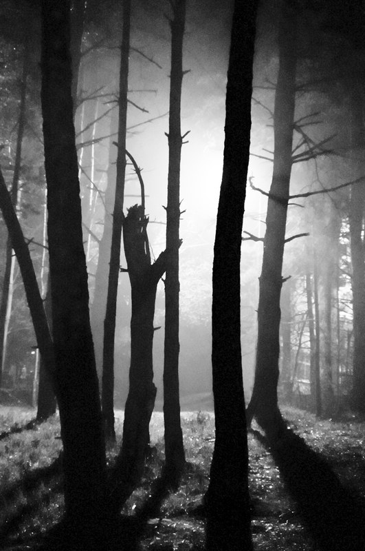 Trees nature